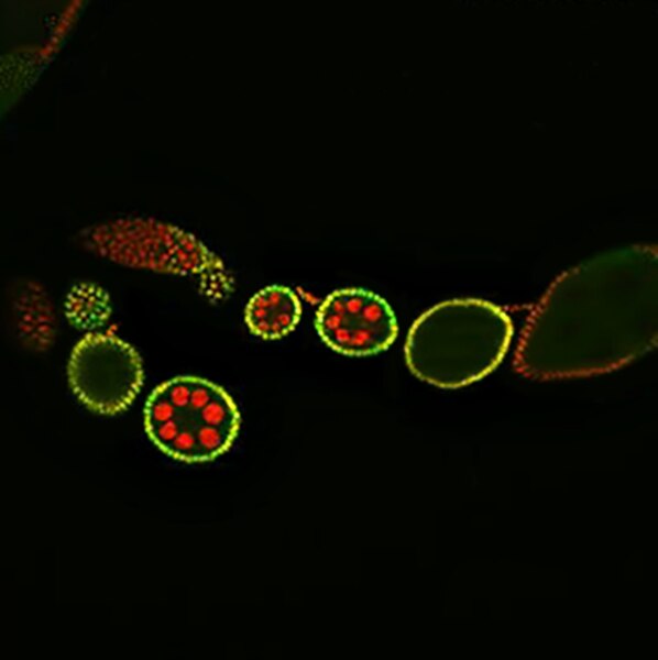 Fluorescent microscope image of Drosophila mib1-germline clone ovarioles labeled with DSHB antibody 2B10 (green). PMID: 37974242, Fig. 5J.